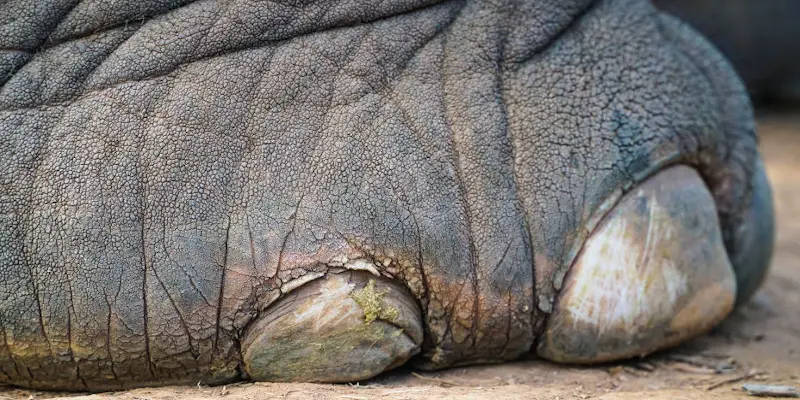 Partea de jos a unui picior de elefant, vazuta foarte de aproape